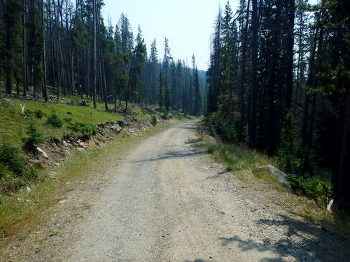 GDMBR: Cycling southward on NF-175, Montana.
